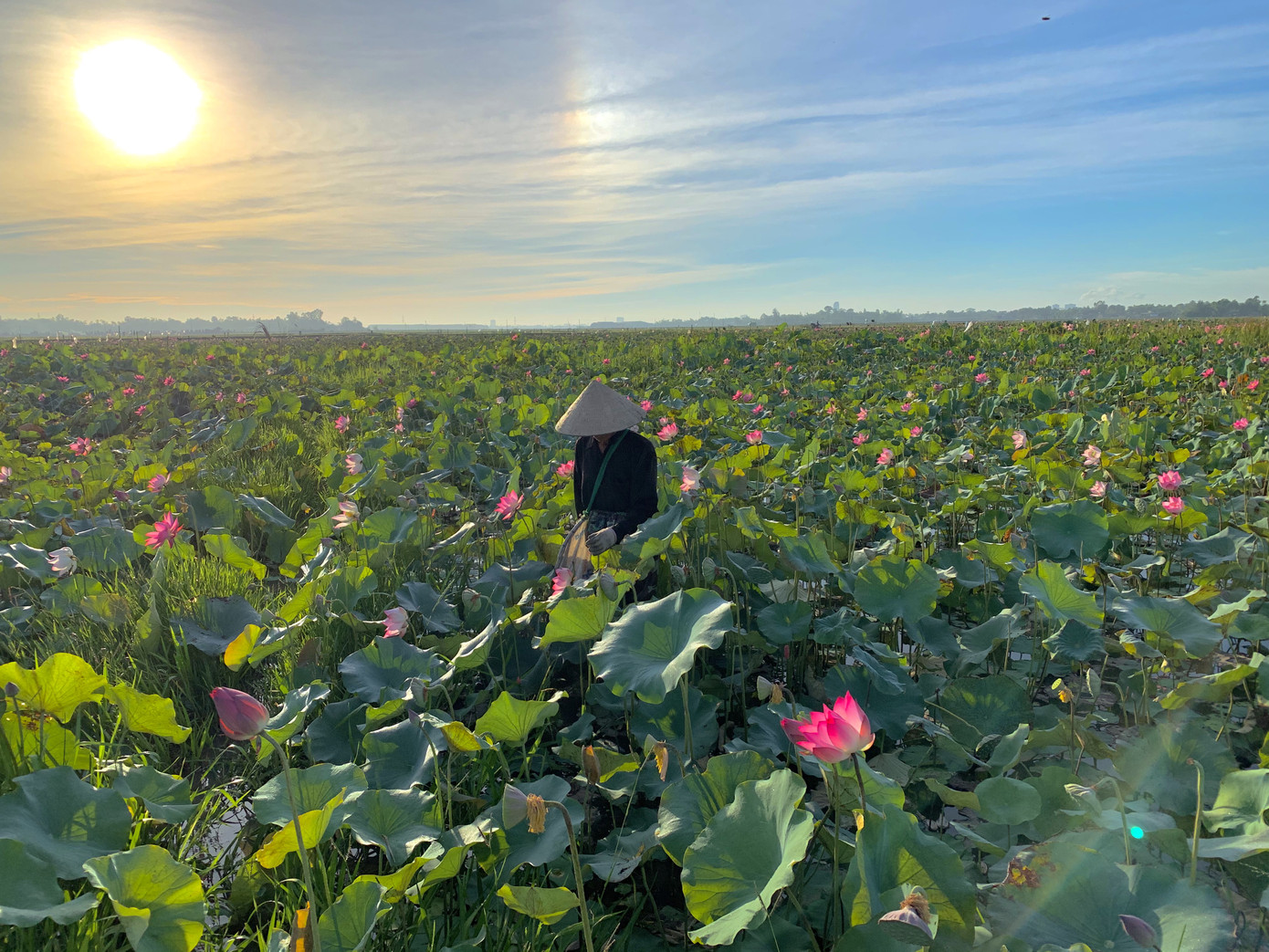 'Biến' đồng hoang thành đầm sen, nông dân thu hàng chục triệu mỗi vụ ảnh 3