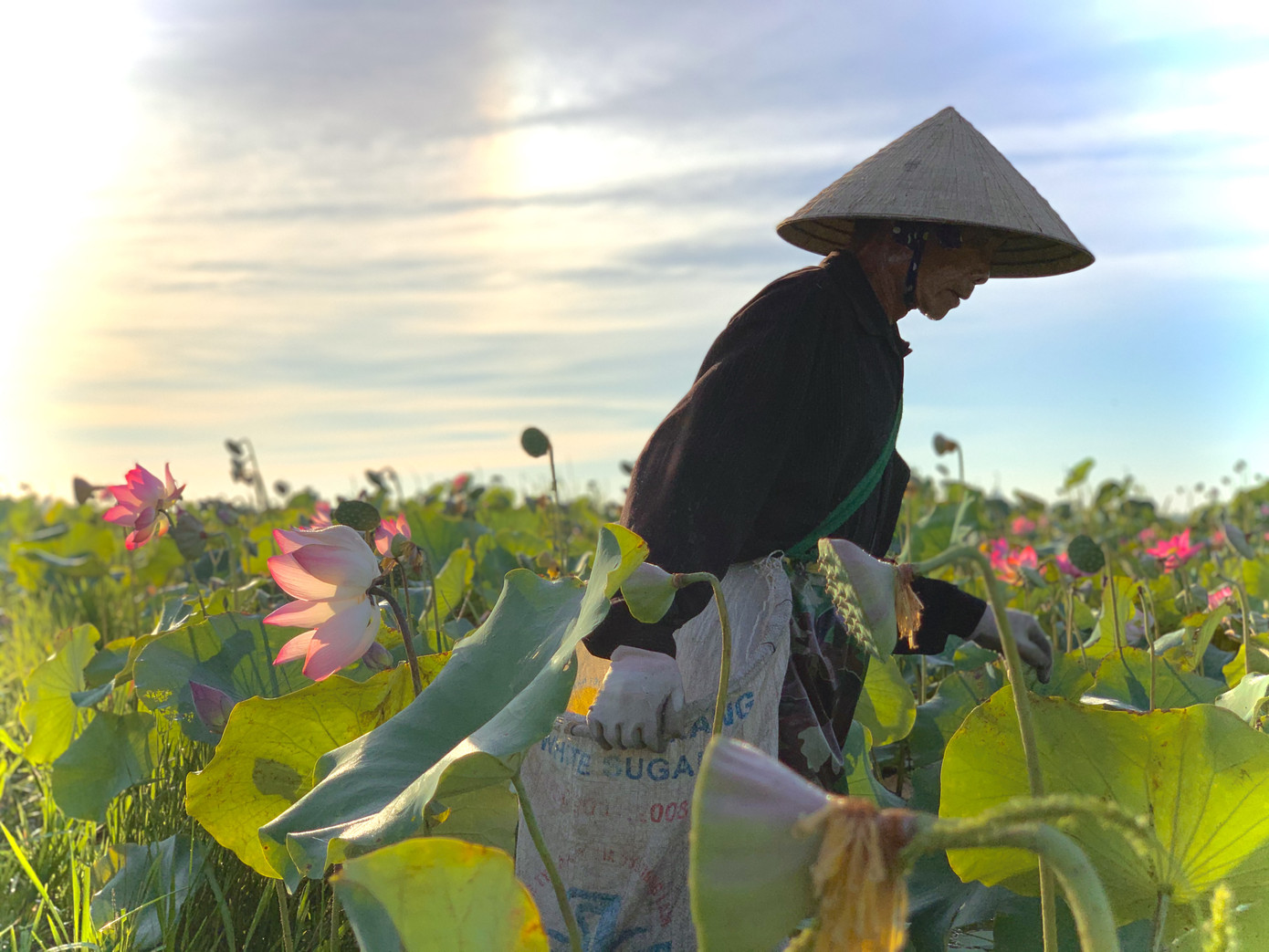 'Biến' đồng hoang thành đầm sen, nông dân thu hàng chục triệu mỗi vụ ảnh 7