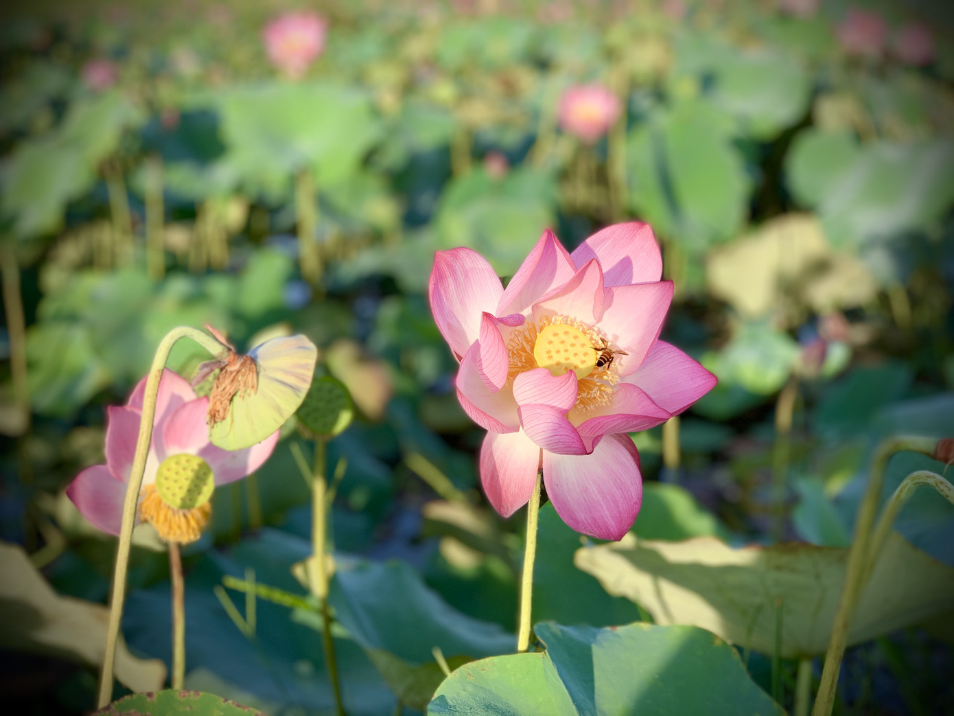 'Biến' đồng hoang thành đầm sen, nông dân thu hàng chục triệu mỗi vụ ảnh 6