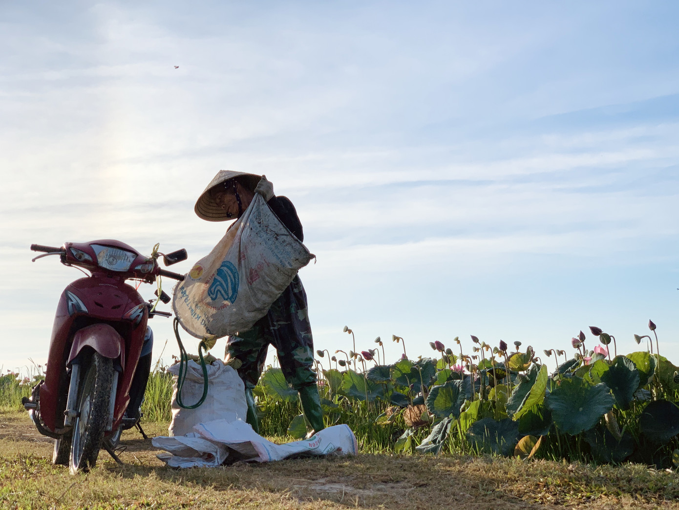 'Biến' đồng hoang thành đầm sen, nông dân thu hàng chục triệu mỗi vụ ảnh 20