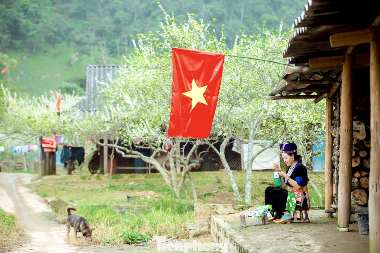 Thiếu nữ khoe sắc bên hoa mận nở trắng muốt nơi cổng trời đẹp như tranh ảnh 2