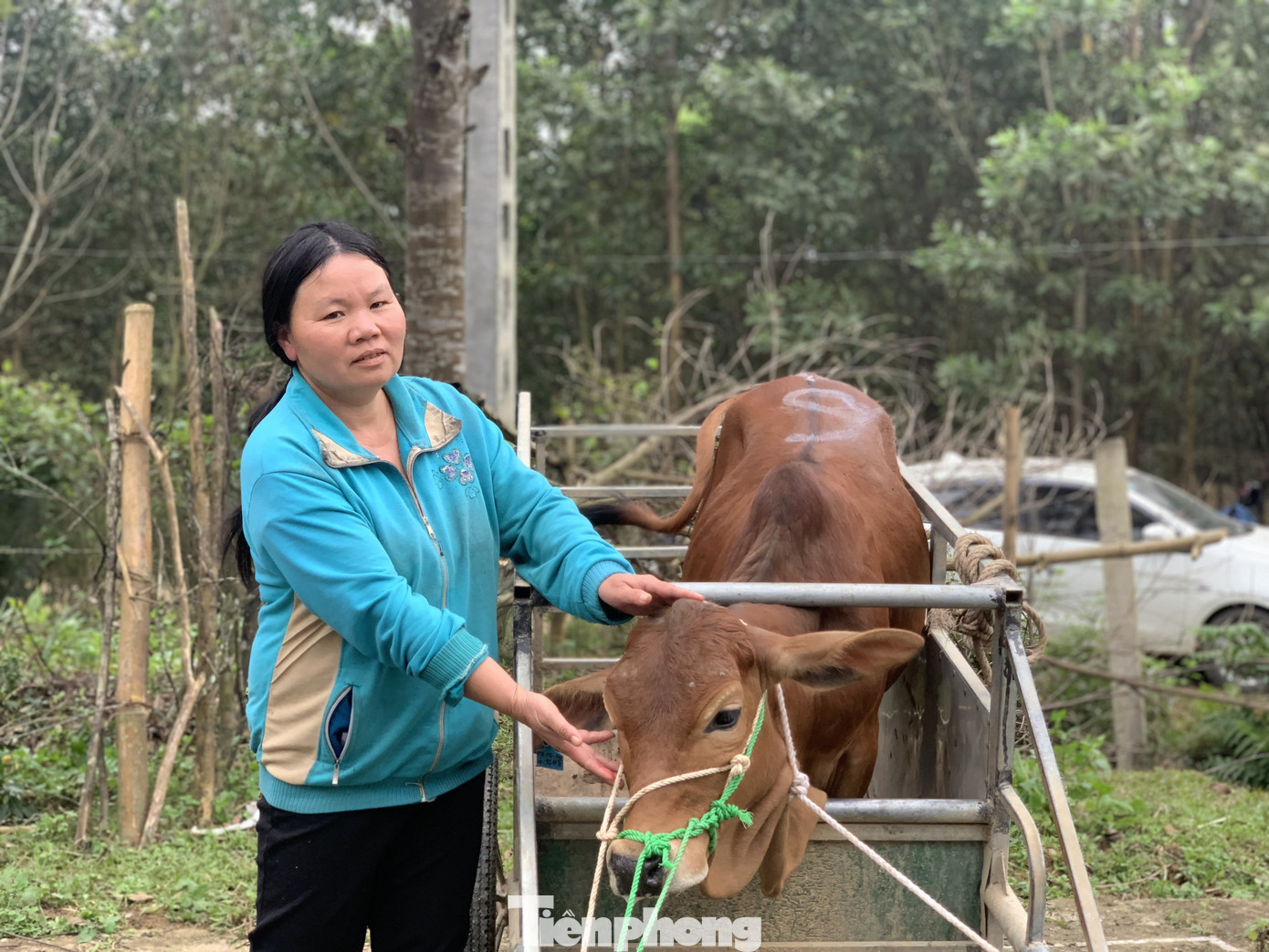 Trao bò giống hỗ trợ bà con vùng lũ Hà Tĩnh ảnh 3