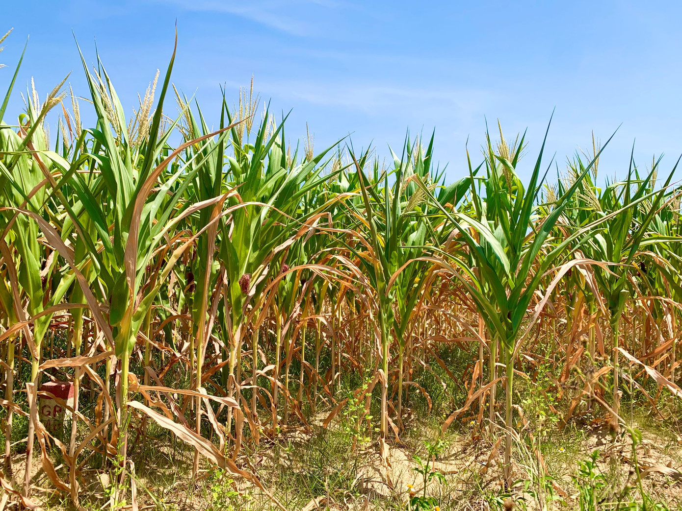 Dân vùng 'chảo lửa' méo mặt vì hàng ngàn ha hoa màu chết khô ảnh 1