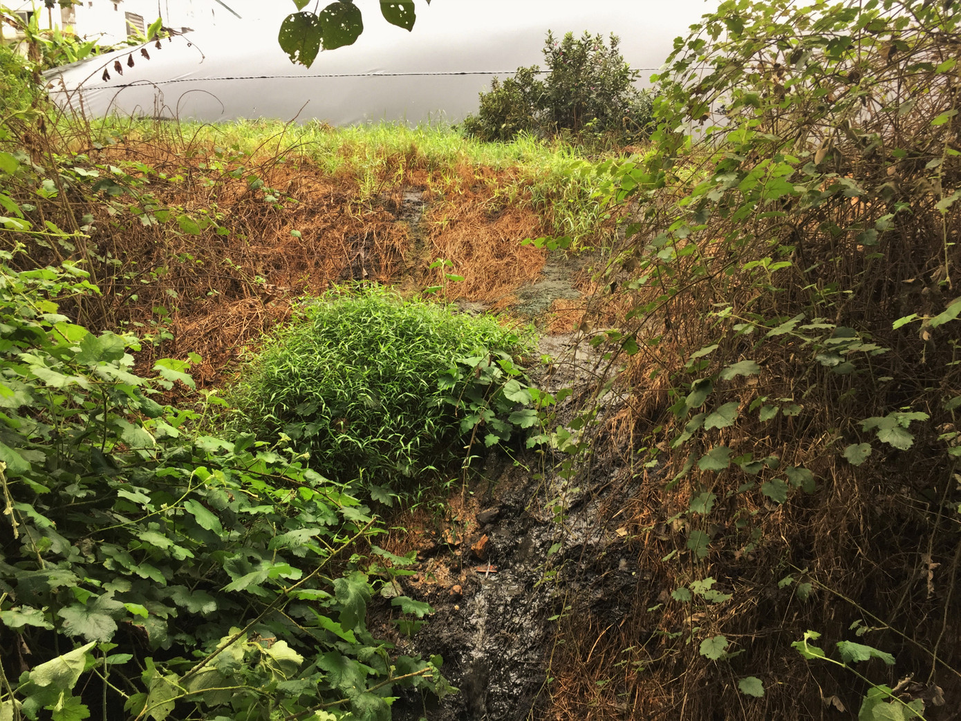 Nơm nớp lo chất thải từ trại lợn 'bức tử' dòng nước đầu nguồn ảnh 4