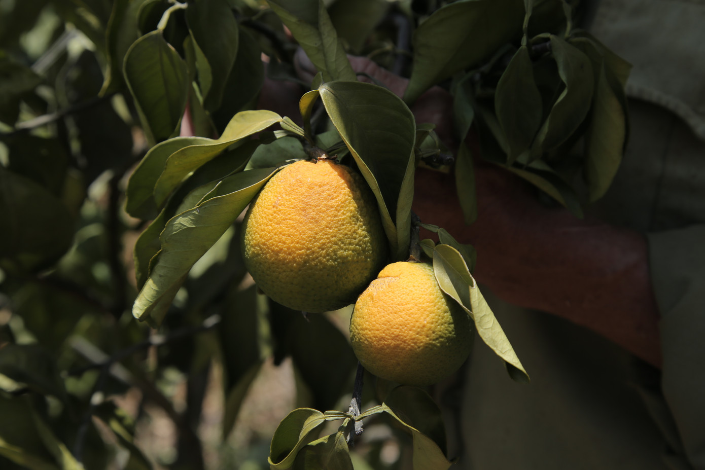 Đồi cam, bưởi héo dần do nắng hạn, nguy cơ thất thu hàng chục tỷ đồng ảnh 17