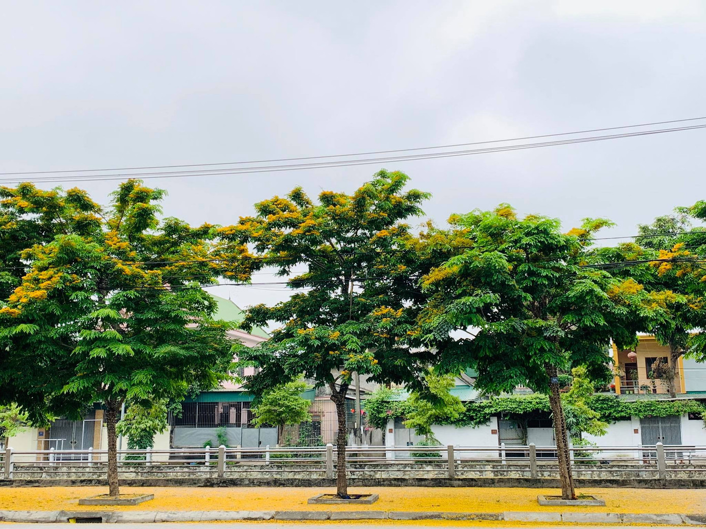 Đẹp nao lòng những chùm giáng hương vàng rực ở thành Vinh ảnh 8