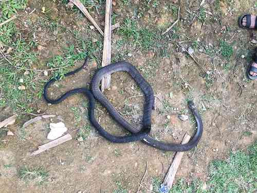 Người đàn ông bị rắn hổ mang chúa dài hơn 2m cắn tử vong ảnh 1