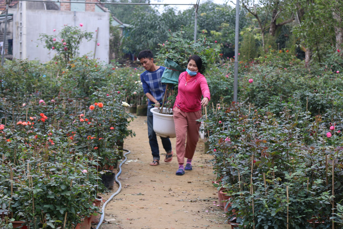 Rực rỡ sắc xuân ở làng hoa lớn nhất thành Vinh ảnh 1