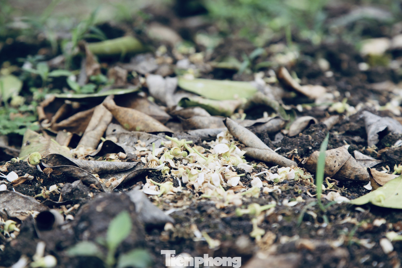 Xem nông dân Hà Tĩnh thụ phấn cho 'đệ nhất bưởi' ảnh 17