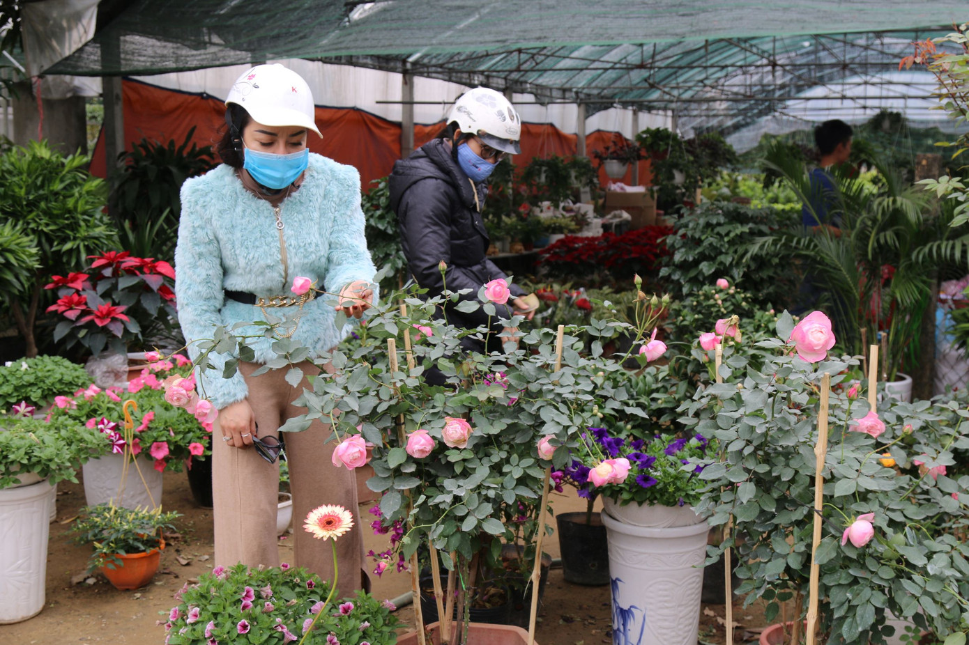Rực rỡ sắc xuân ở làng hoa lớn nhất thành Vinh ảnh 5