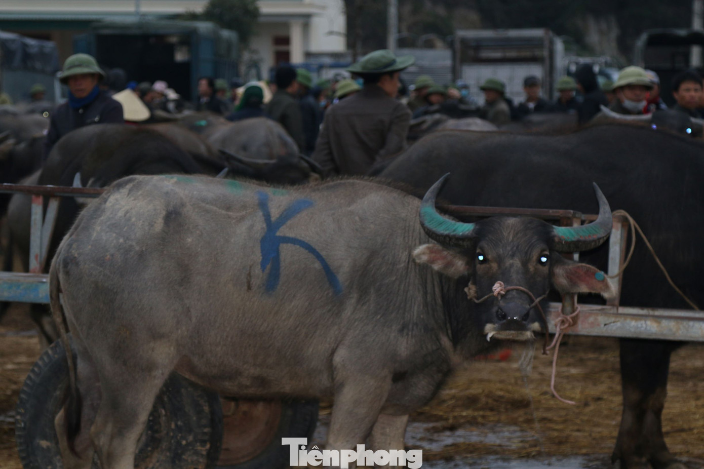 Chợ trâu, bò lớn nhất Bắc Trung Bộ họp phiên cuối năm từ tinh mơ ảnh 4