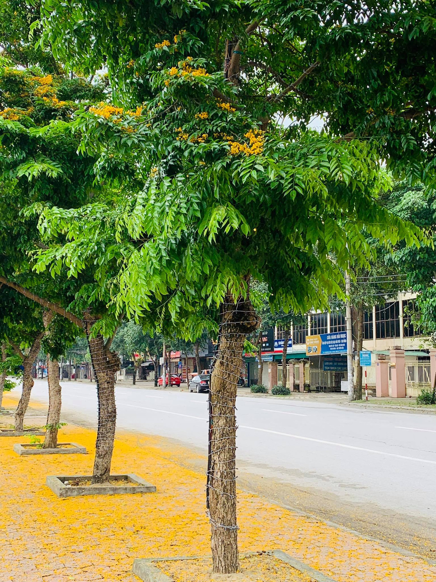 Đẹp nao lòng những chùm giáng hương vàng rực ở thành Vinh ảnh 2