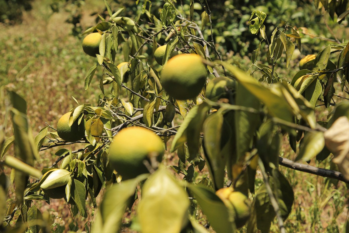 Đồi cam, bưởi héo dần do nắng hạn, nguy cơ thất thu hàng chục tỷ đồng ảnh 5