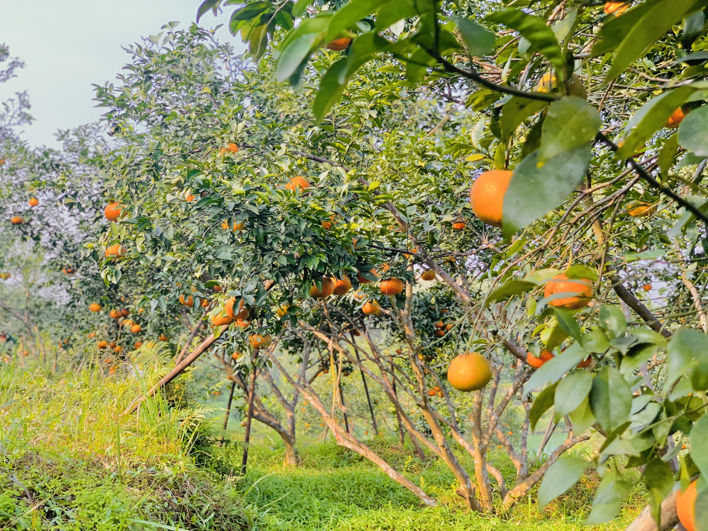 Cam bù vàng rực vào vụ Tết ảnh 18