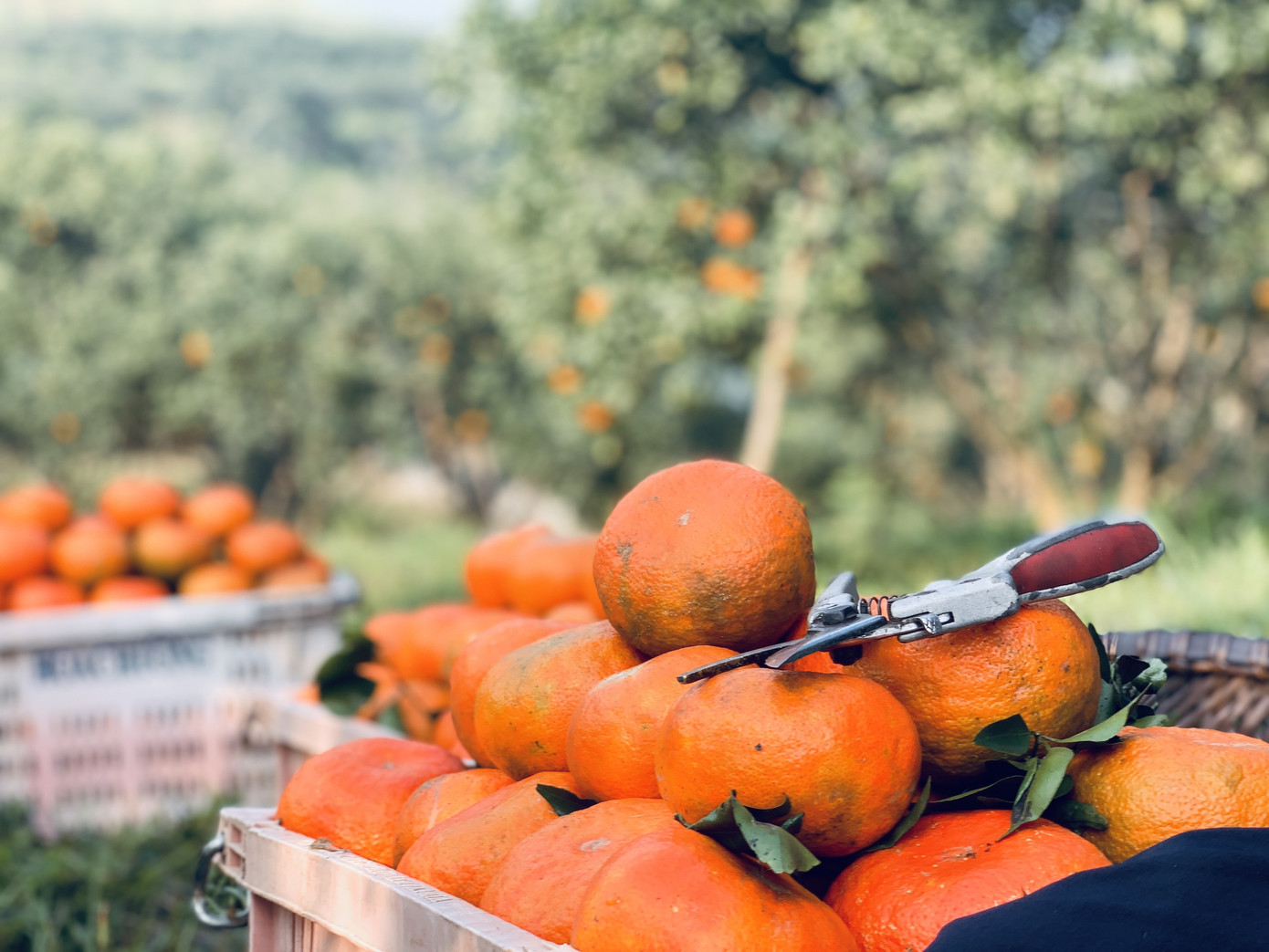 Cam bù vàng rực vào vụ Tết ảnh 4