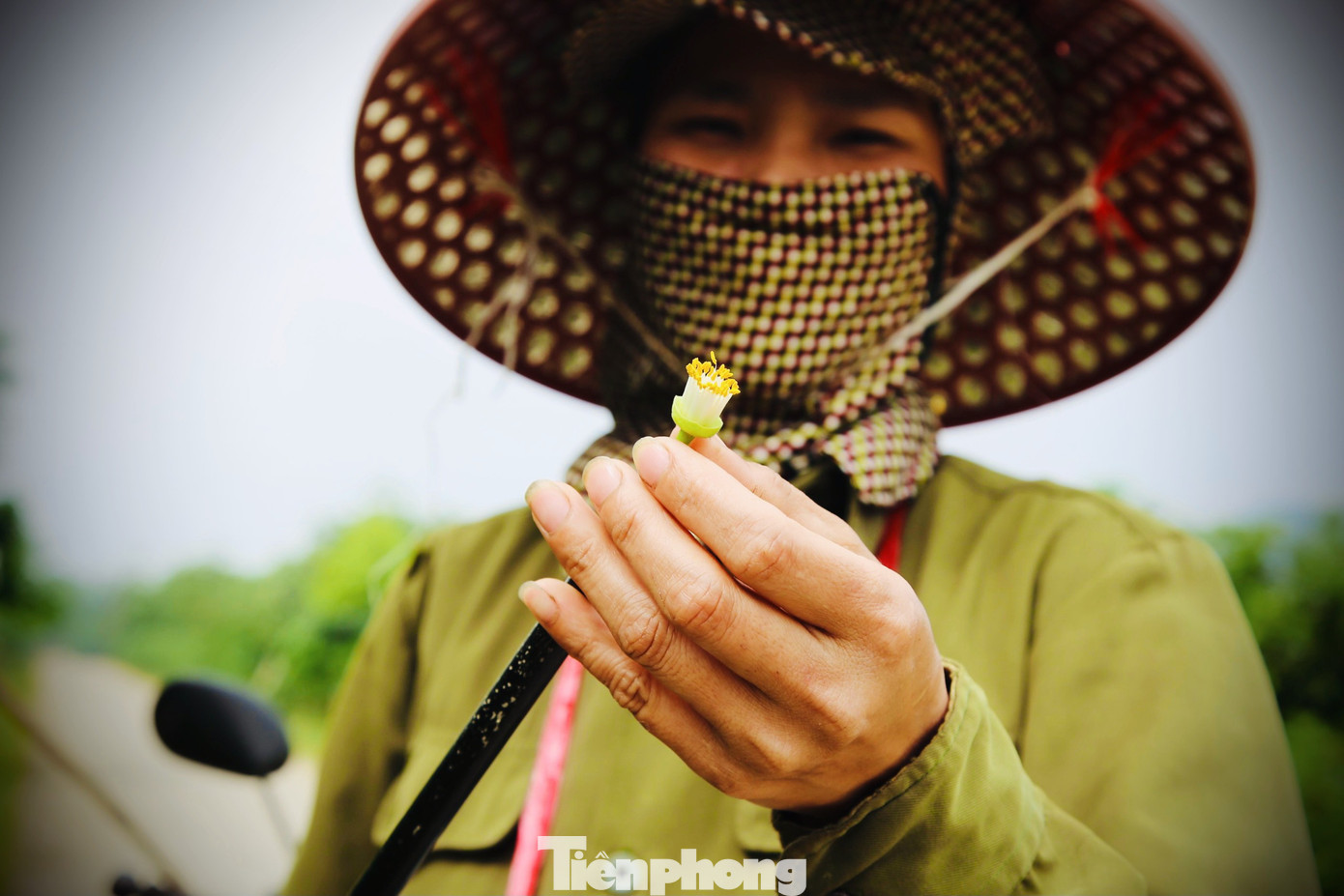 Xem nông dân Hà Tĩnh thụ phấn cho 'đệ nhất bưởi' ảnh 11