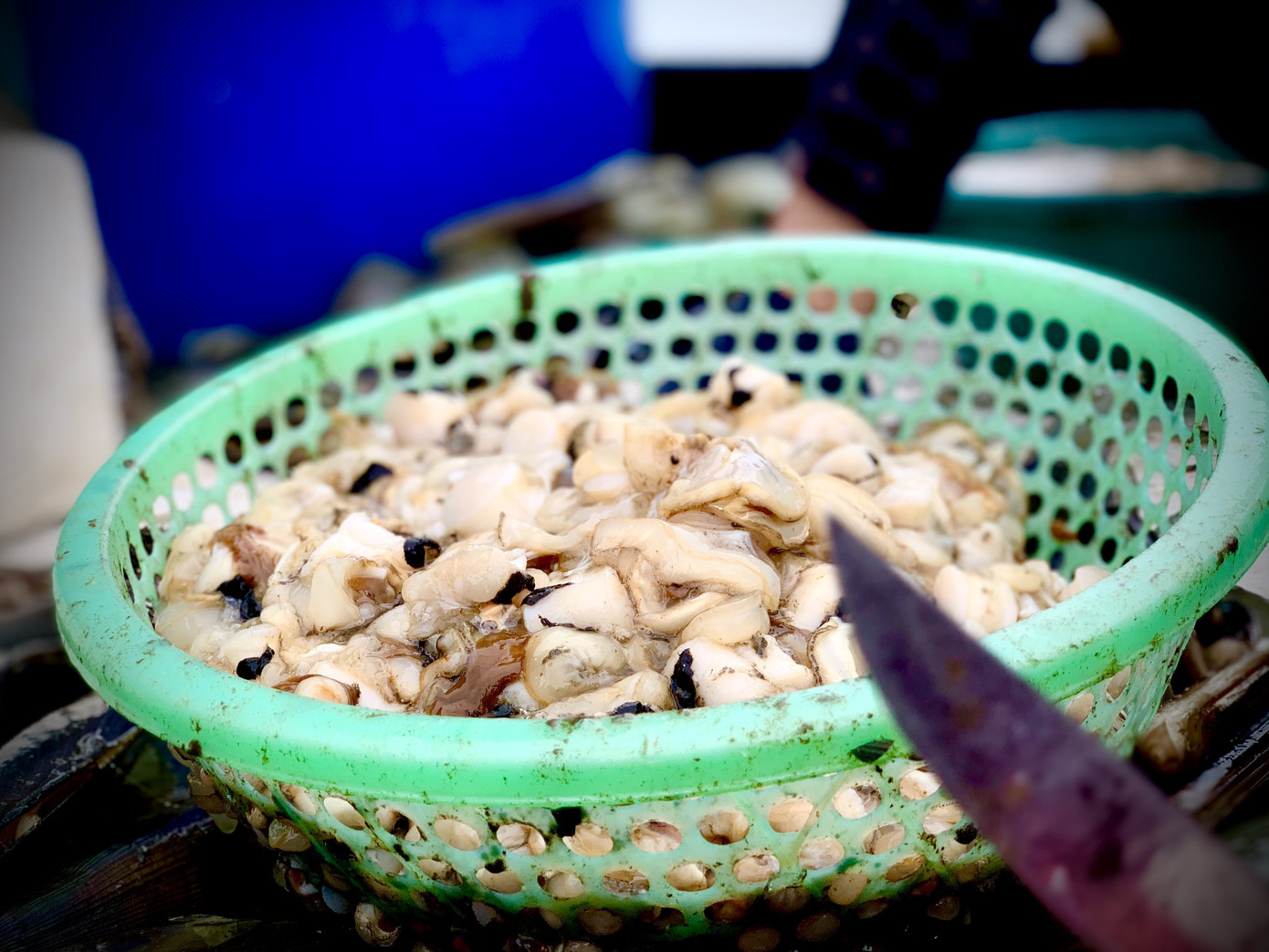 Trúng đậm 'lộc trời', ngư dân Hà Tĩnh kiếm tiền triệu mỗi ngày ảnh 7