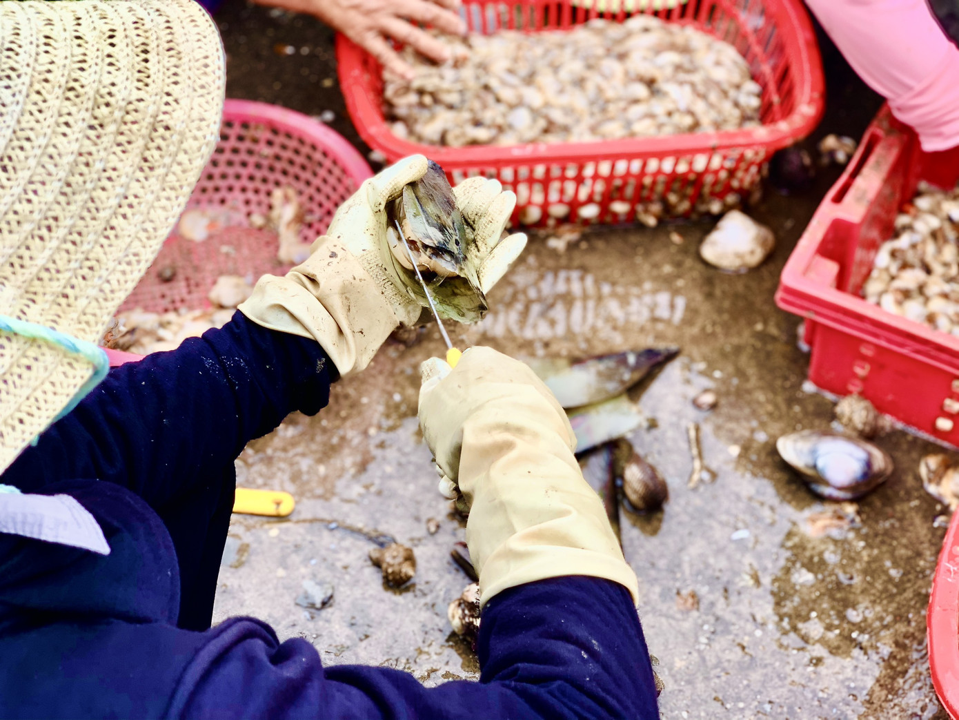 Trúng đậm 'lộc trời', ngư dân Hà Tĩnh kiếm tiền triệu mỗi ngày ảnh 11