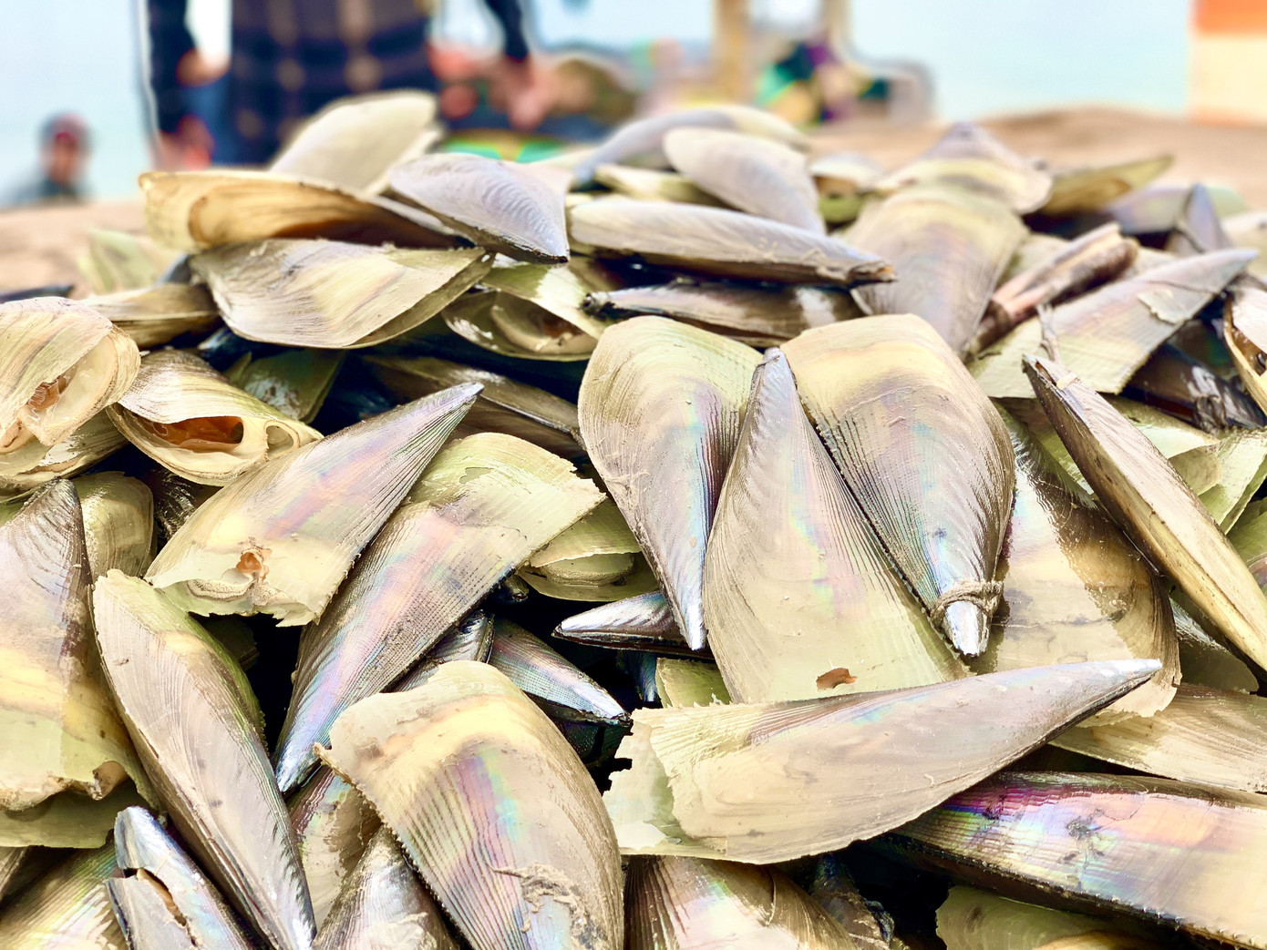 Trúng đậm 'lộc trời', ngư dân Hà Tĩnh kiếm tiền triệu mỗi ngày ảnh 10