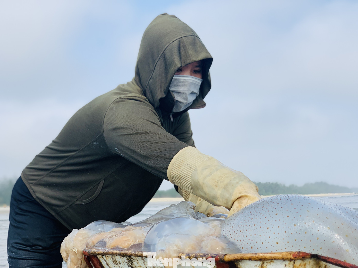 Vào mùa sứa biển, ngư dân kiếm tiền triệu mỗi ngày ảnh 9