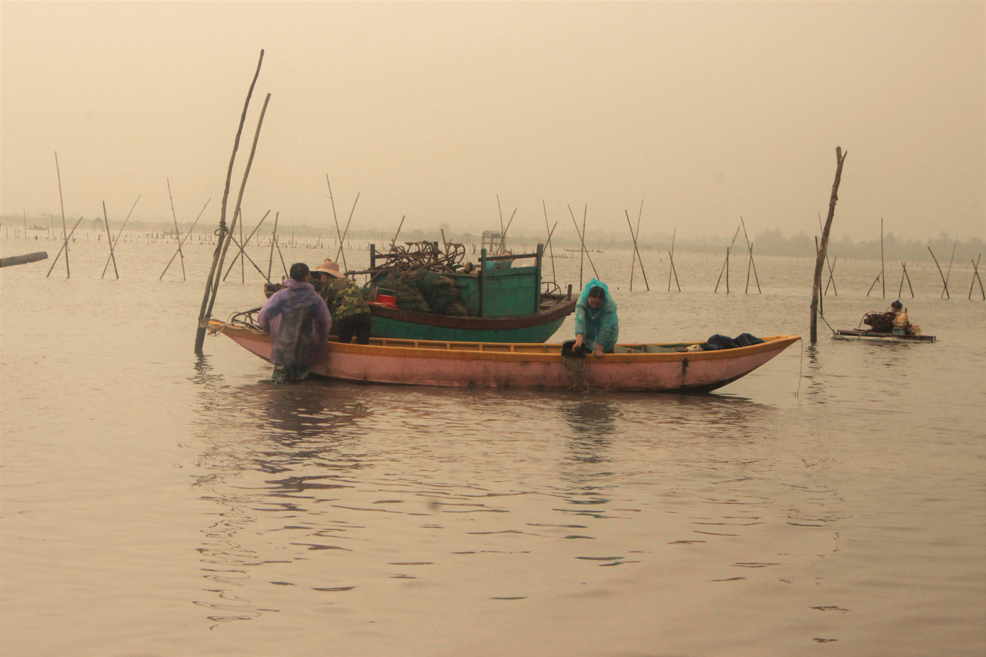 Nông dân lao đao vì ngao chết hàng loạt, nay lại ế ẩm do dịch ảnh 2