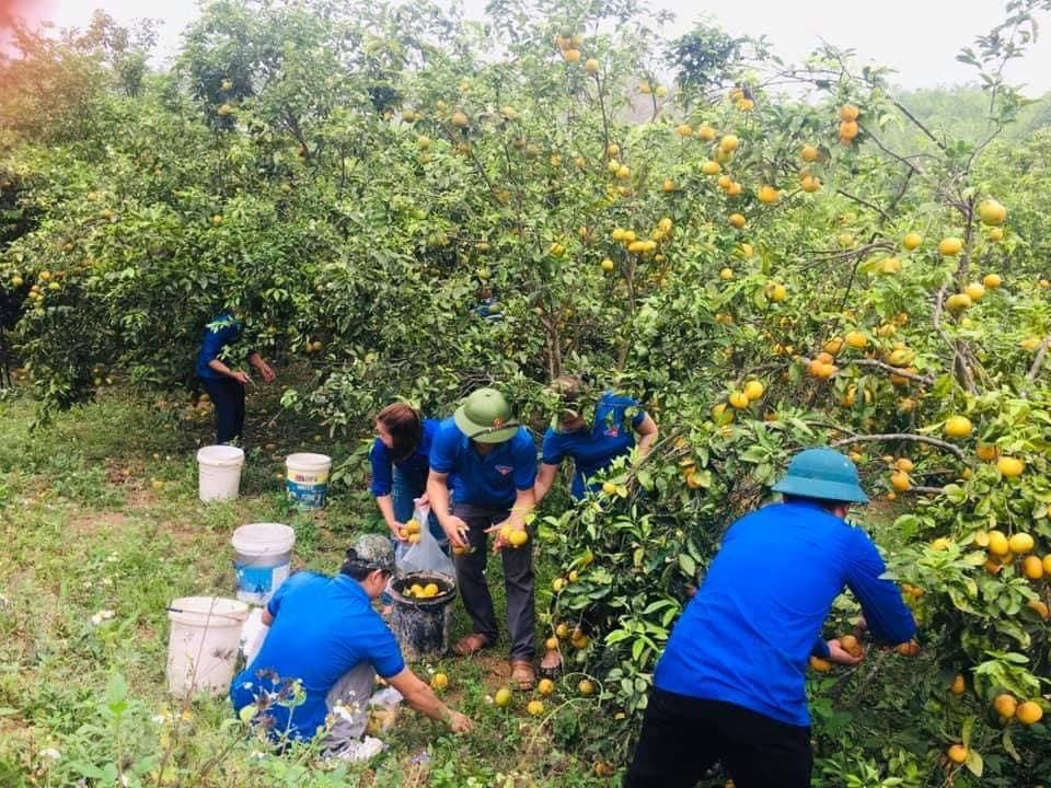 Tuổi trẻ Nghệ An giải cứu hàng tấn quýt cho người dân ảnh 1