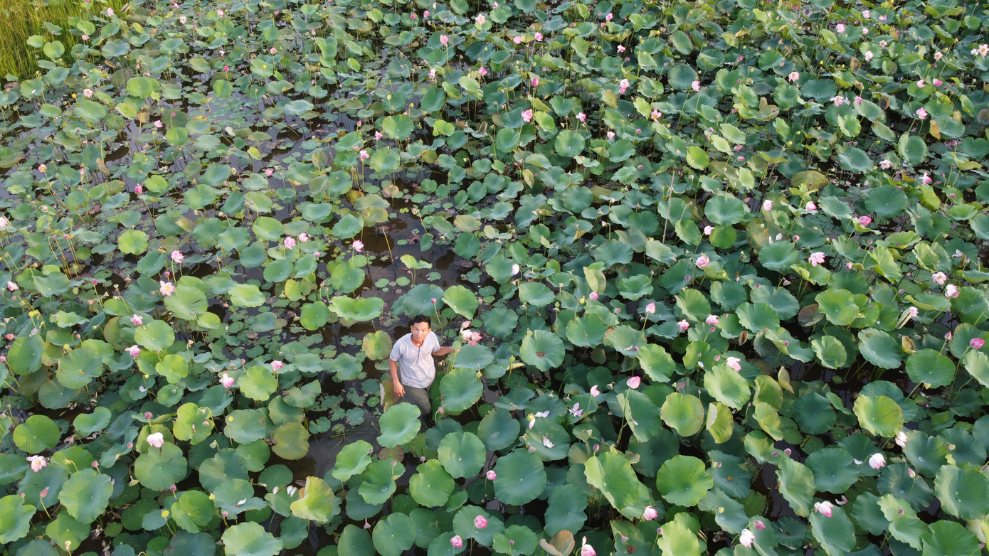 'Biến' đồng hoang thành đầm sen, nông dân thu hàng chục triệu mỗi vụ ảnh 1