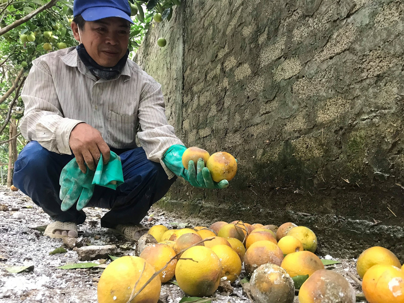 'Đệ nhất cam' xứ Nghệ rụng vàng gốc sau lũ ảnh 3