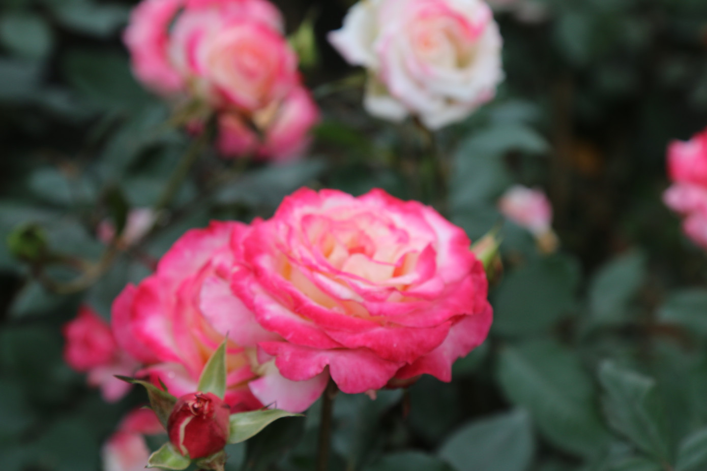 Rực rỡ sắc xuân ở làng hoa lớn nhất thành Vinh ảnh 6