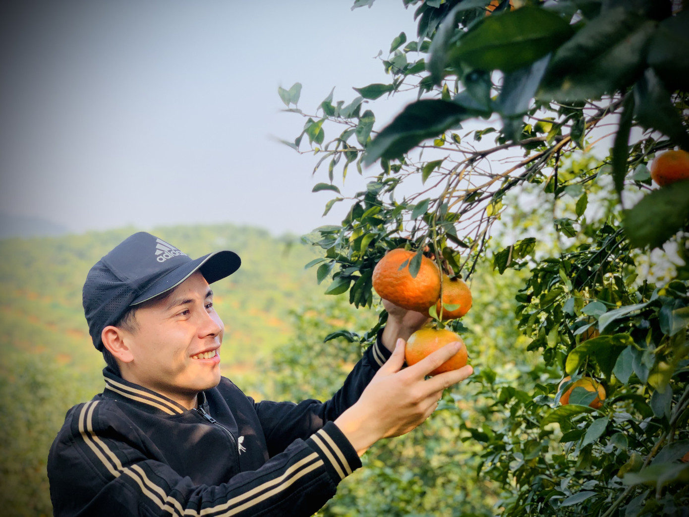 Cam bù vàng rực vào vụ Tết ảnh 17