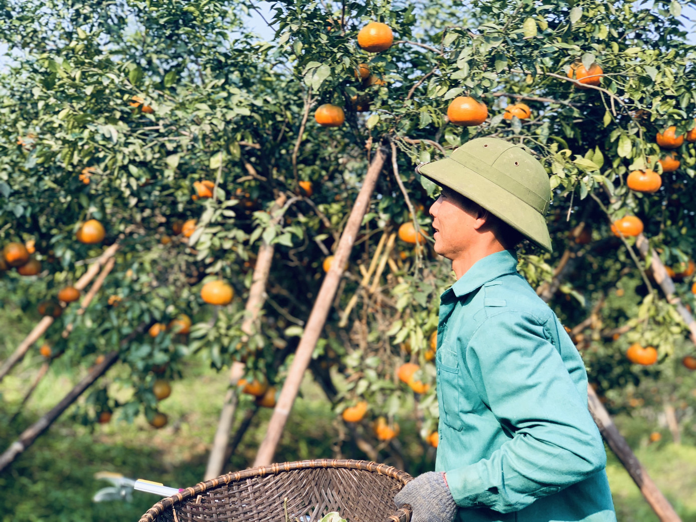 Cam bù vàng rực vào vụ Tết ảnh 3