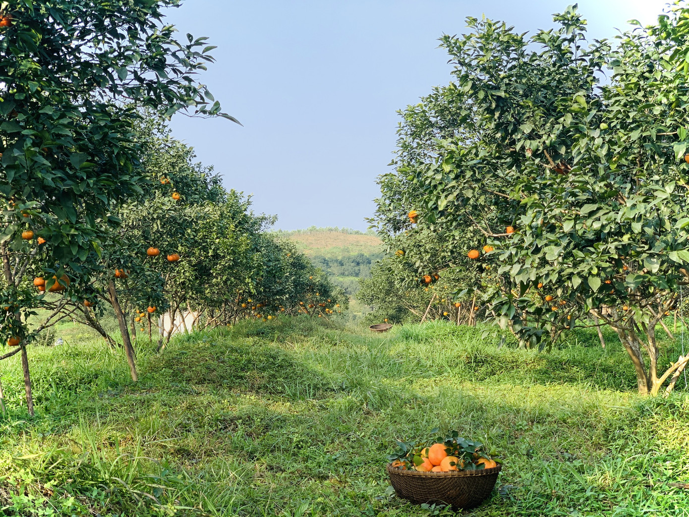 Cam bù vàng rực vào vụ Tết ảnh 10