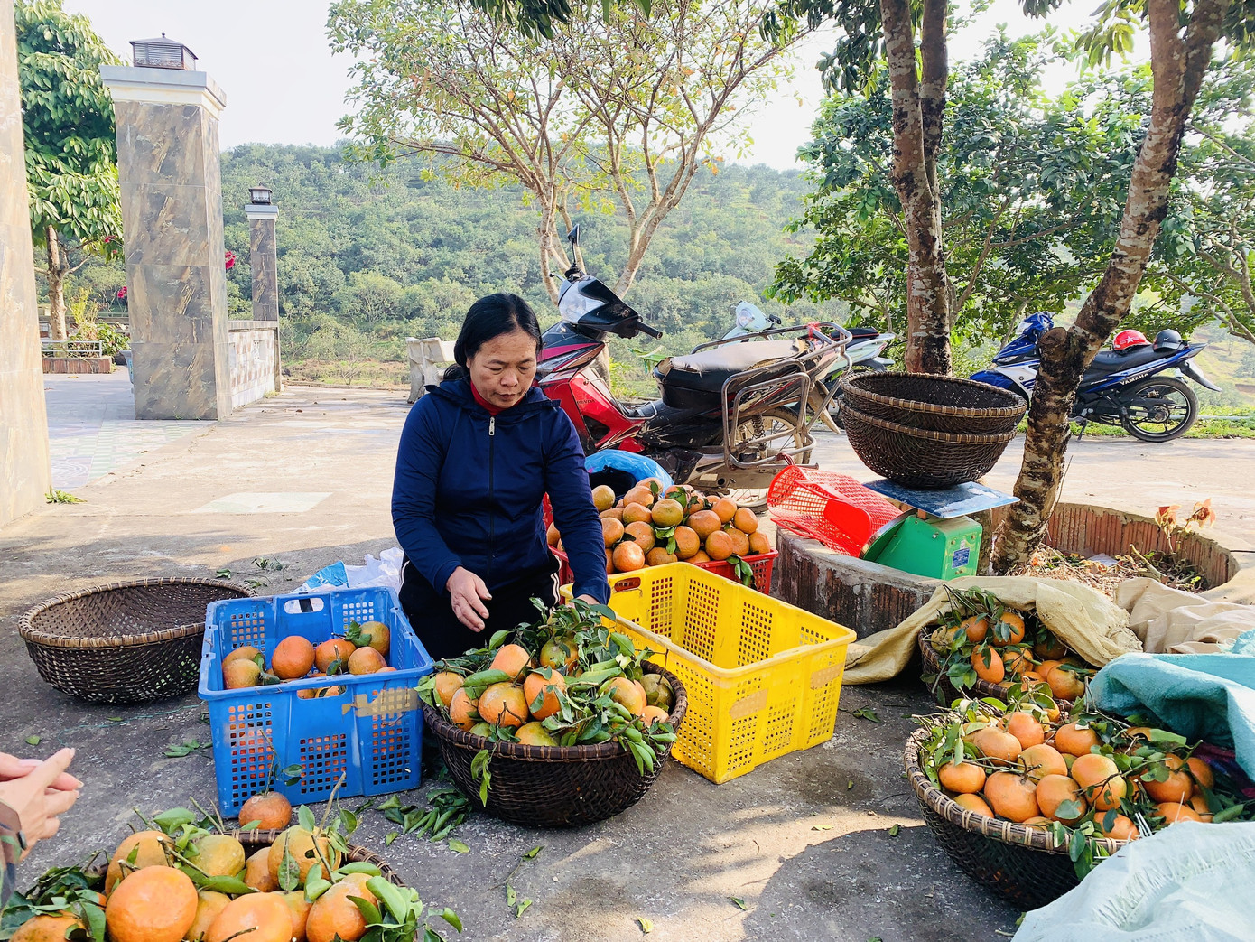 Cam bù vàng rực vào vụ Tết ảnh 9