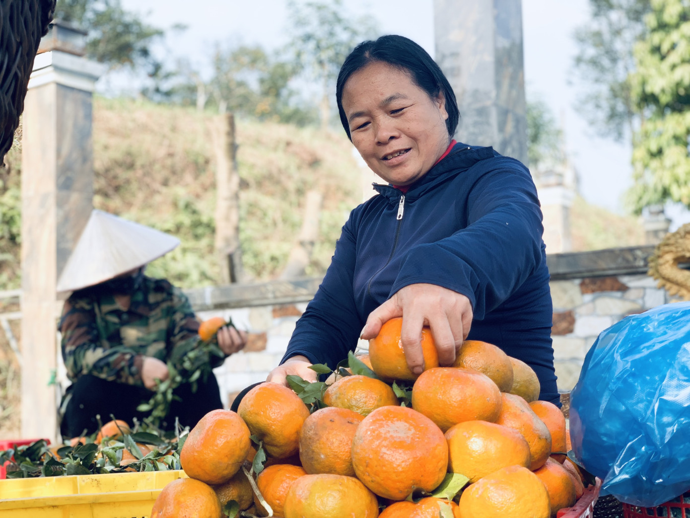 Cam bù vàng rực vào vụ Tết ảnh 8