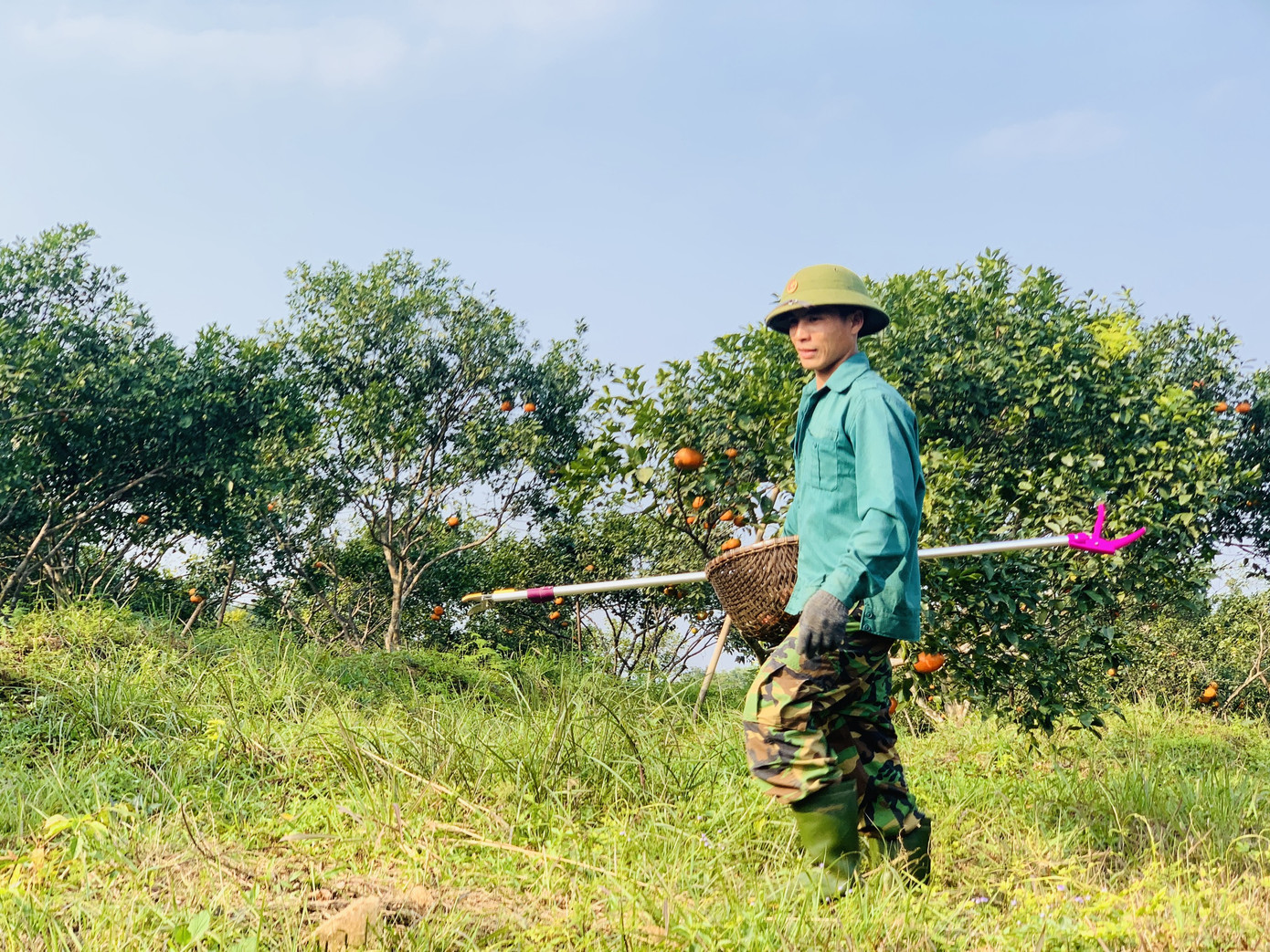 Cam bù vàng rực vào vụ Tết ảnh 6