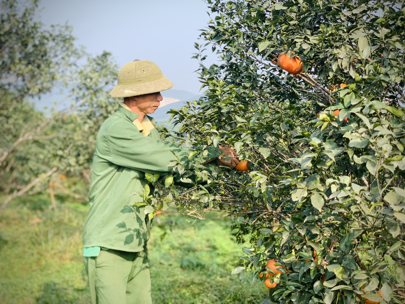Cam bù vàng rực vào vụ Tết ảnh 2