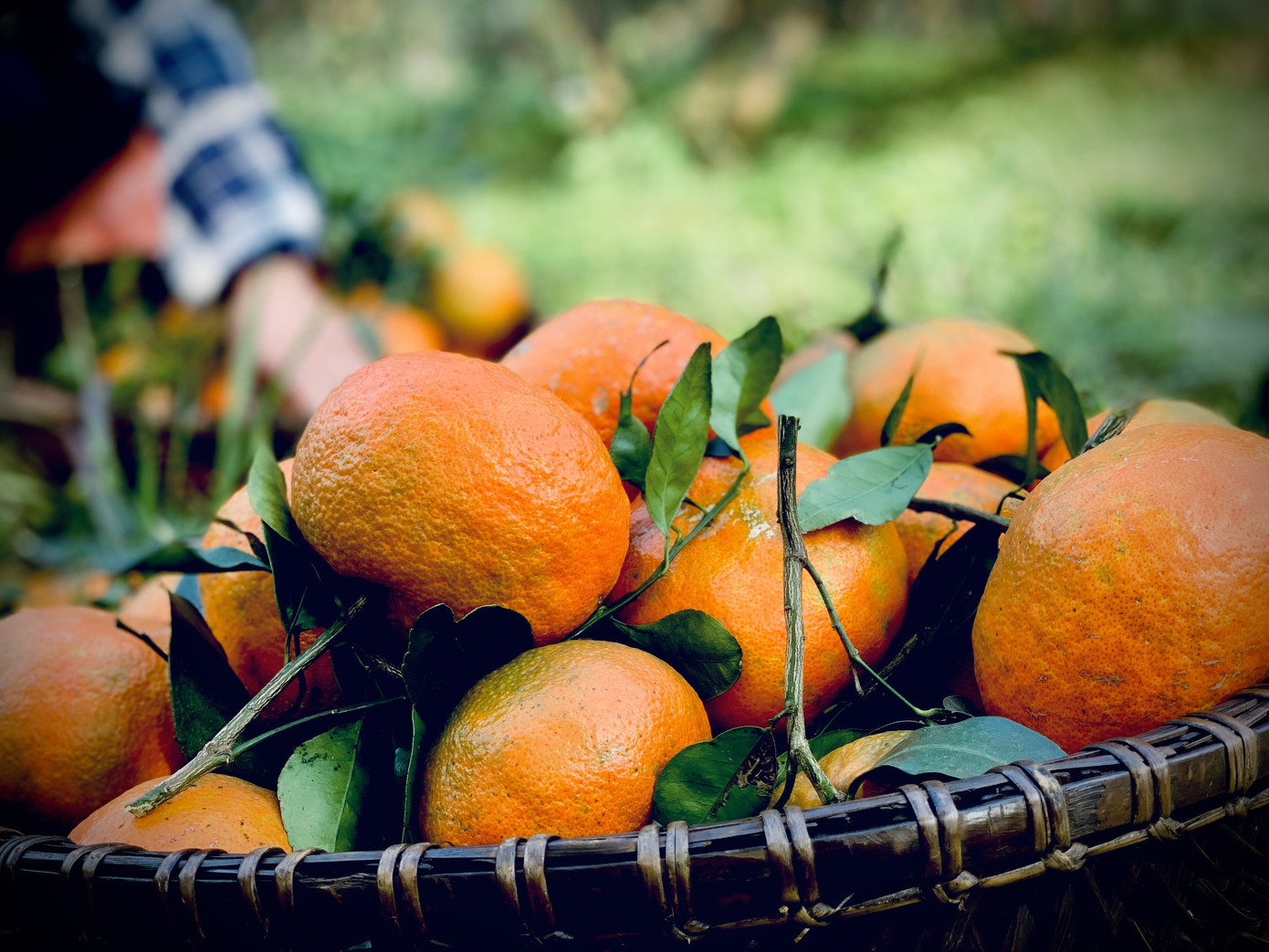 Cam bù vàng rực vào vụ Tết ảnh 5