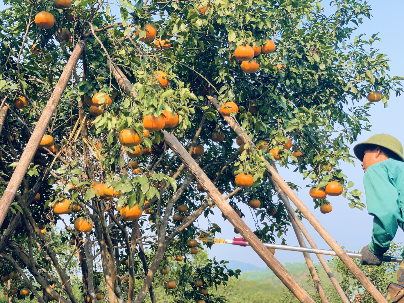 Cam bù vàng rực vào vụ Tết ảnh 7