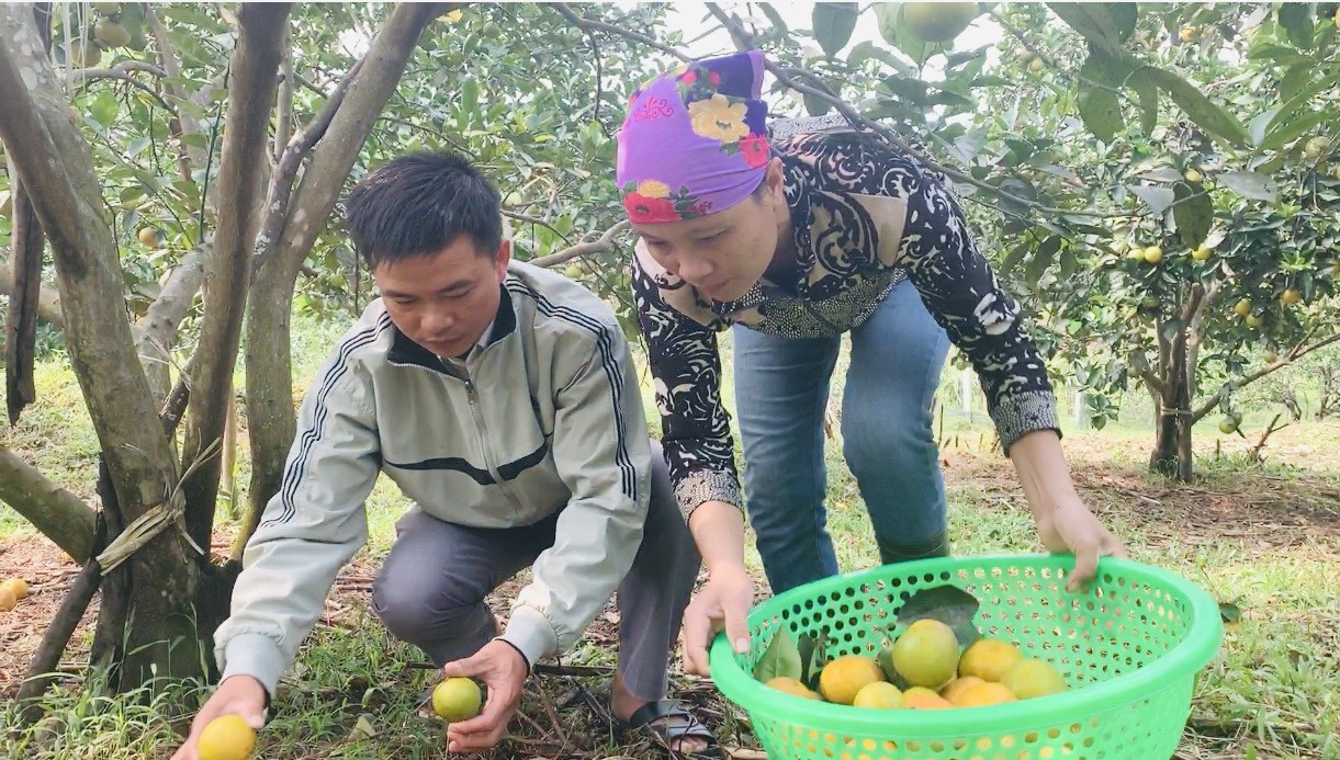 Người dân bất lực nhìn hàng chục tấn cam rụng tả tơi sau mưa lũ ảnh 2