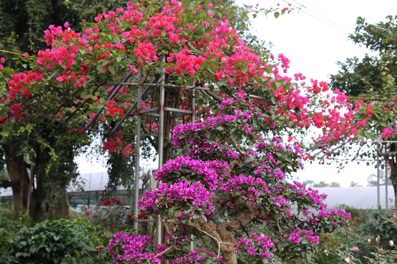 Rực rỡ sắc xuân ở làng hoa lớn nhất thành Vinh ảnh 2