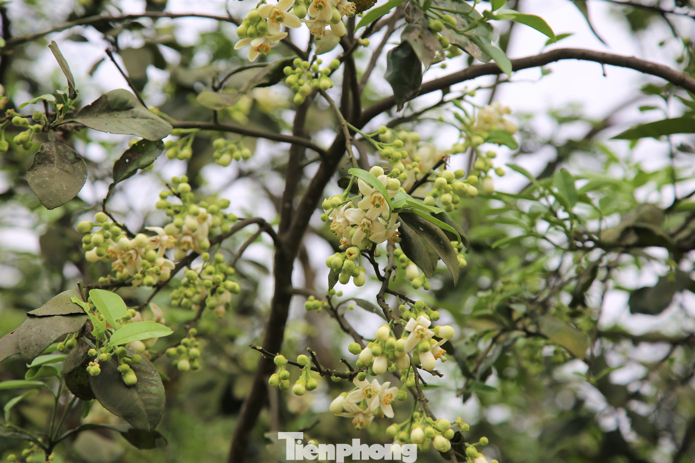 Xem nông dân Hà Tĩnh thụ phấn cho 'đệ nhất bưởi' ảnh 2