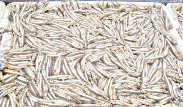 Ngư dân Nghệ An trúng đậm cá trỏng phục vụ thị trường Tết ảnh 4