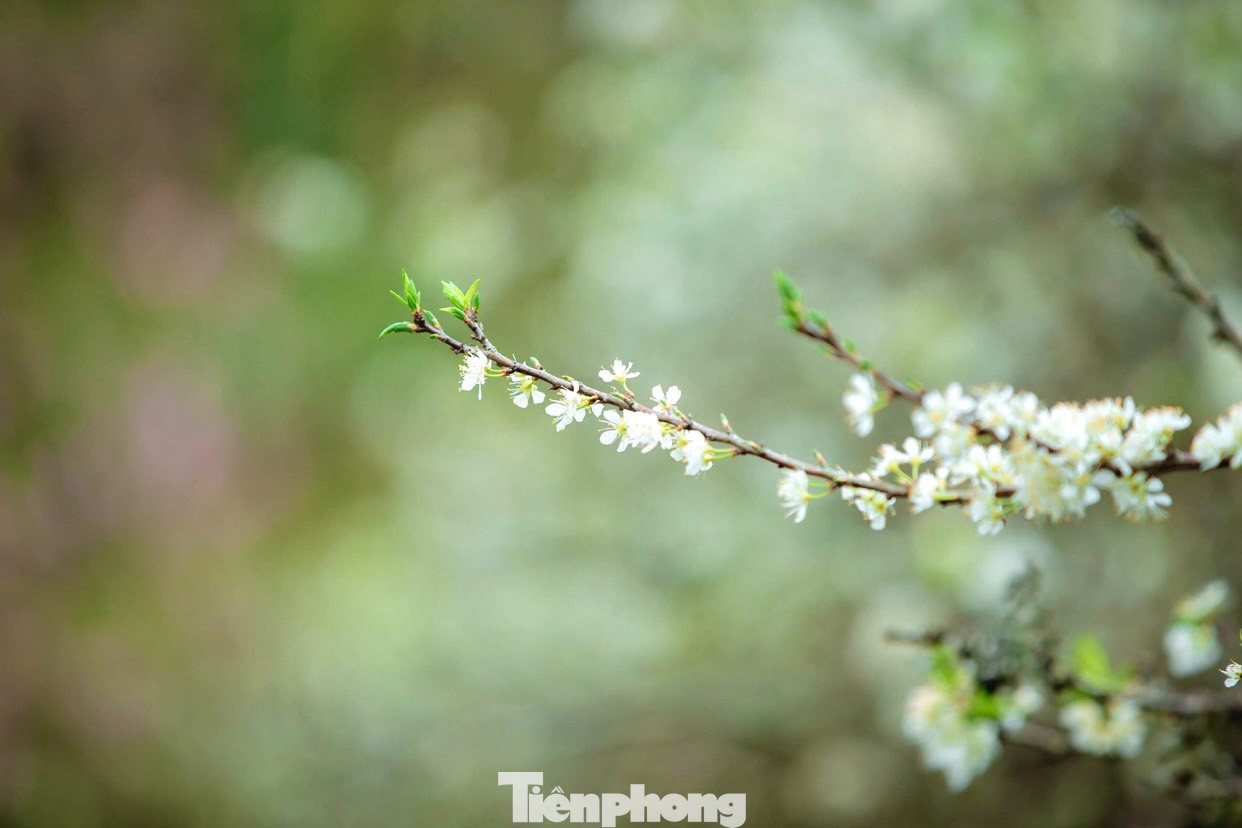 Thiếu nữ khoe sắc bên hoa mận nở trắng muốt nơi cổng trời đẹp như tranh ảnh 5