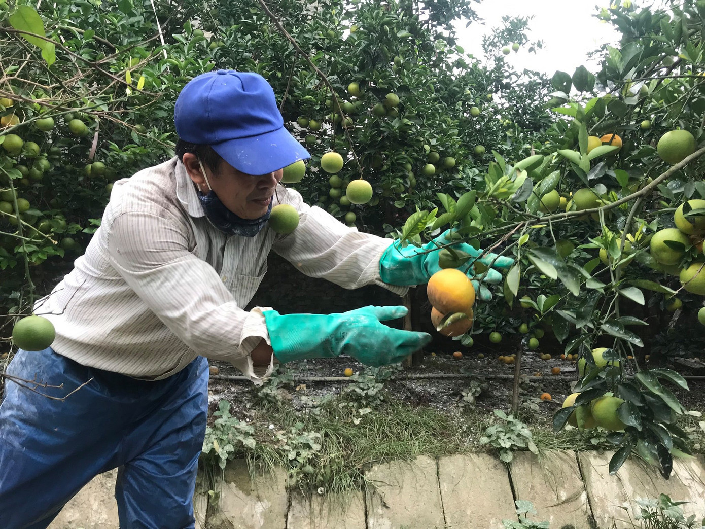 'Đệ nhất cam' xứ Nghệ rụng vàng gốc sau lũ ảnh 2