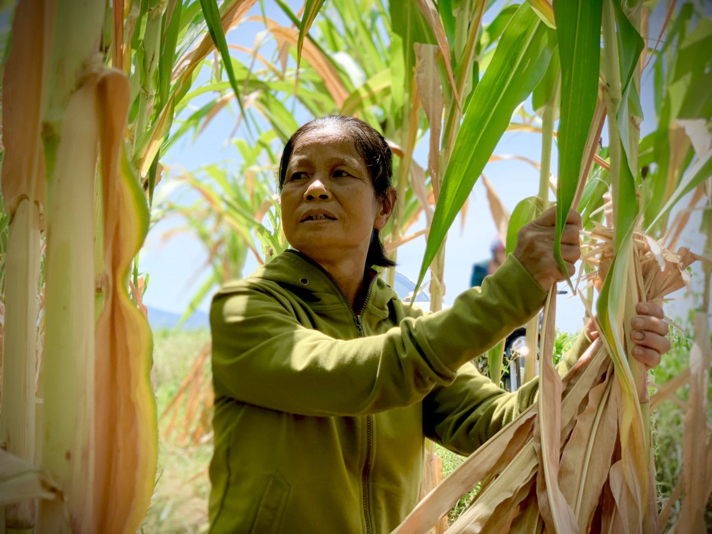 Dân vùng 'chảo lửa' méo mặt vì hàng ngàn ha hoa màu chết khô ảnh 10