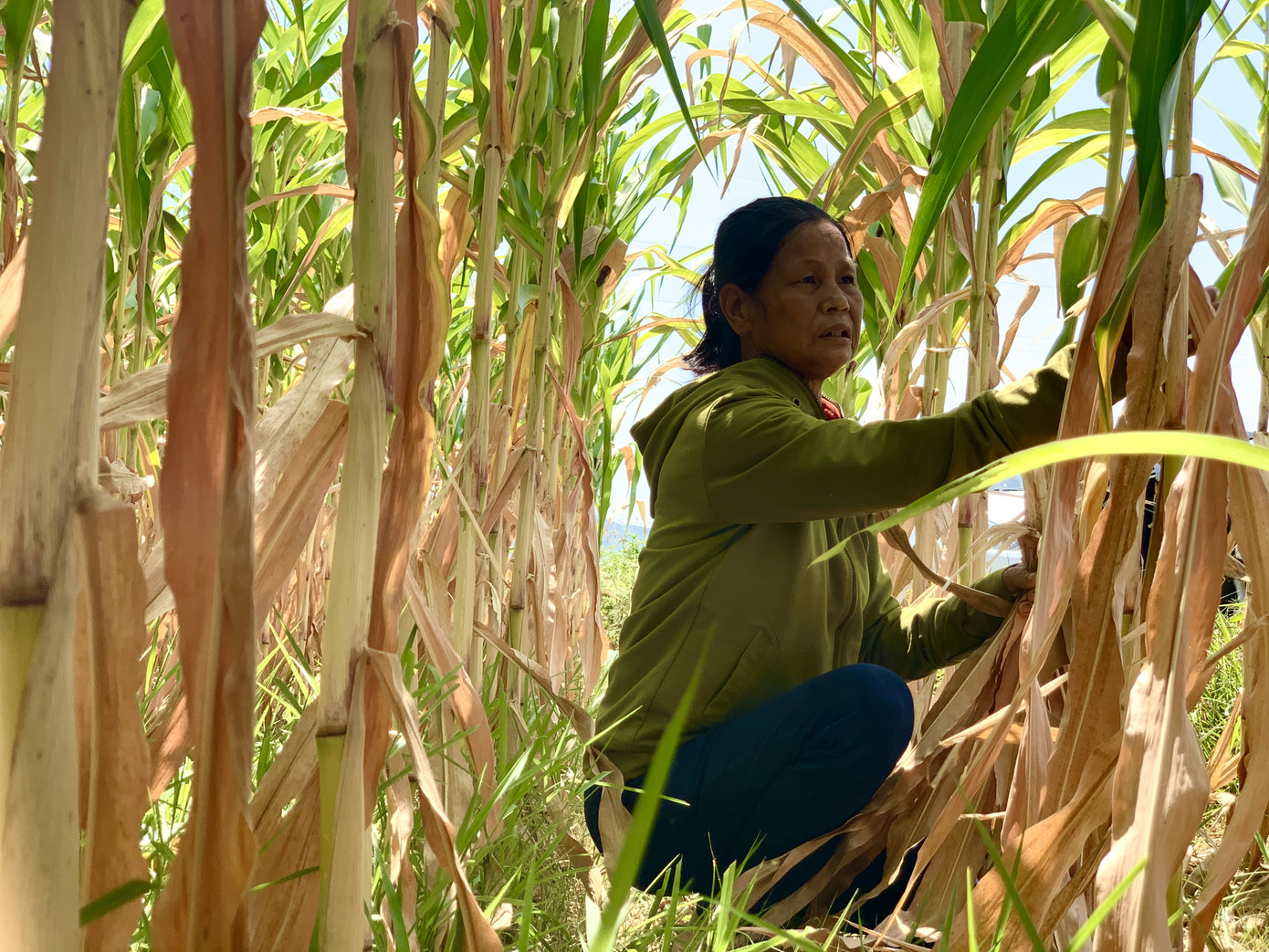 Dân vùng 'chảo lửa' méo mặt vì hàng ngàn ha hoa màu chết khô ảnh 2