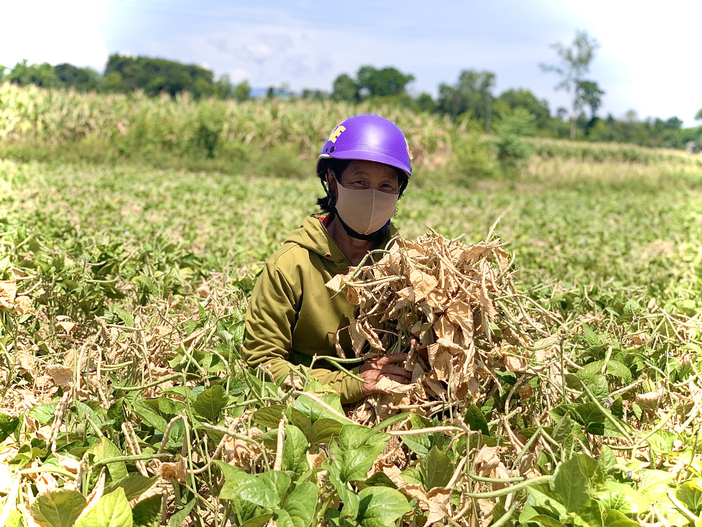 Dân vùng 'chảo lửa' méo mặt vì hàng ngàn ha hoa màu chết khô ảnh 11