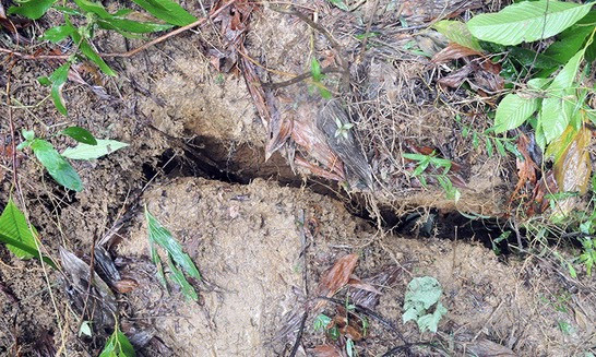 Xuất hiện vết nứt hàng chục mét trên núi, sơ tán khẩn cấp toàn bộ dân một thôn ảnh 1