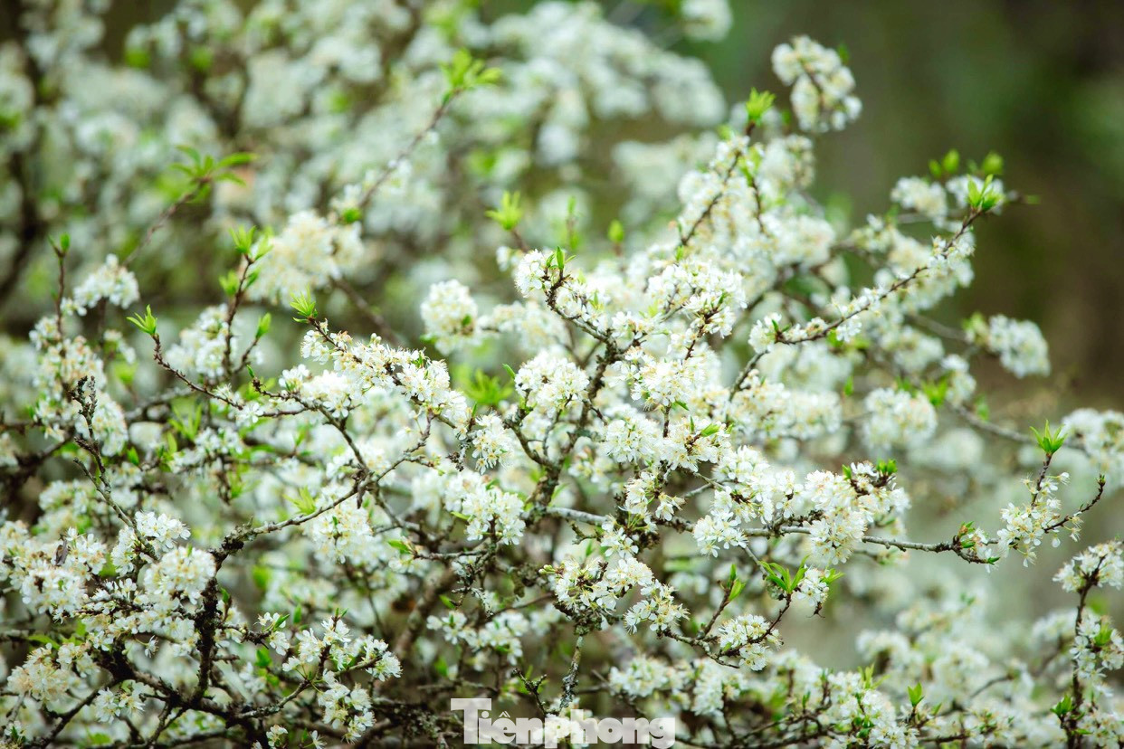 Thiếu nữ khoe sắc bên hoa mận nở trắng muốt nơi cổng trời đẹp như tranh ảnh 4