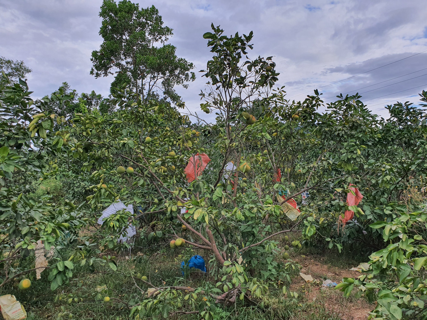 Hồ đập cạn khô, ruộng đồng nứt nẻ, dân quay cuồng trong nắng nóng miền Trung ảnh 3